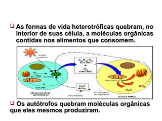  As formas ddee vviiddaa hheetteerroottrróóffiiccaass qquueebbrraamm,, nnoo 
iinntteerriioorr ddee ssuuaass ccéélluullaa,, aa mmoollééccuullaass oorrggâânniiccaass 
ccoonnttiiddaass nnooss aalliimmeennttooss qquuee ccoonnssoommeemm.. 
 OOss aauuttóóttrrooffooss qquueebbrraamm mmoollééccuullaass oorrggâânniiccaass 
qquuee eelleess mmeessmmooss pprroodduuzziirraamm.. 
 