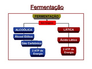 FFeerrmmeennttaaççããoo 
FERMENTAÇÃO 
Sem Oxigênio 
ALCOÓLICA LÁTICA 
Álcool Etílico 
Gás Carbônico 
2 ATP de 
Energia 
Ácido Lático 
2 ATP de 
Energia 
 