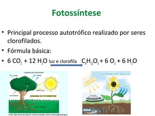 Fotossíntese 
• Principal processo autotrófico realizado por seres 
clorofilados. 
• Fórmula básica: 
• 6 CO2 + 12 H2O luz e clorofila C6H12O6 + 6 O2 + 6 H2O 
 