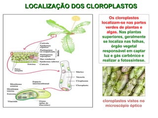 LOCALIZAÇÃO DDOOSS CCLLOORROOPPLLAASSTTOOSS 
Os cloroplastos 
localizam-se nas partes 
verdes de plantas e 
algas. Nas plantas 
superiores, geralmente 
se localiza nas folhas, 
órgão vegetal 
responsável em captar 
luz e gás carbônico e 
realizar a fotossíntese. 
cloroplastos vistos no 
microscópio óptico 
 