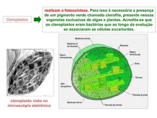 Cloroplastos 
realizam a fotossíntese. Para isso é necessária a presença 
de um pigmento verde chamado clorofila, presente nessas 
organelas exclusivas de algas e plantas. Acredita-se que 
os cloroplastos eram bactérias que ao longo da evolução 
se associaram as células eucariontes. 
cloroplasto visto no 
microscópio eletrônico 
 