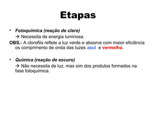 Etapas 
• Fotoquímica (reação de claro) 
 Necessita de energia luminosa. 
OBS.: A clorofila reflete a luz verde e absorve com maior eficiência 
os comprimento de onda das luzes azul e vermelha. 
• Química (reação de escuro) 
 Não necessita de luz, mas sim dos produtos formados na 
fase fotoquímica. 
 
