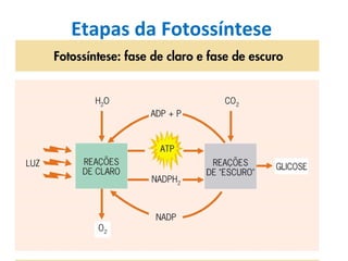 Etapas da Fotossíntese 
 