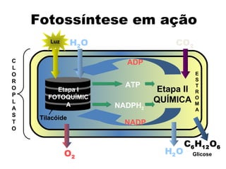 CLOROPLASTO 
Fotossíntese em ação 
Luz H2O CO2 
Tilacóide 
Etapa II 
QUÍMICA 
Etapa I 
FOTOQUÍMIC 
A 
ADP 
NADP 
H2O 
C6H12O6 
ATP 
NADPH2 
O2 
ESTROMA 
Glicose 
 