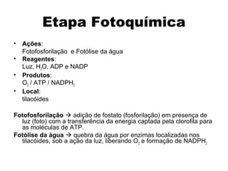 Etapa Fotoquímica 
• Ações: 
Fotofosforilação e Fotólise da água 
• Reagentes: 
Luz, H2O, ADP e NADP 
• Produtos: 
O2 / ATP / NADPH2 
• Local: 
tilacóides 
Fotofosforilação  adição de fostato (fosforilação) em presença de 
luz (foto) com a transferência da energia captada pela clorofila para 
as moléculas de ATP. 
Fotólise da água  quebra da água por enzimas localizadas nos 
tilacóides, sob a ação da luz, liberando O2 e formação de NADPH2 
 