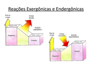 Reações Exergônicas e Endergônicas 
 
