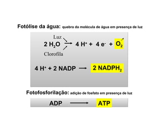 Fotólise da água: quebra da molécula de água em presença de luz 
Luz 
2 H2O 4 H+ + 4 e- + 
Clorofila 
Fotofosforilação: adição de fosfato em presença de luz 
ADP ATP 
O2 
2 NADPH2 
4 H+ + 2 NADP 
 