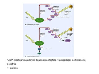 NADP- nicotinamida adenina dinucleotídeo fosfato- Transportador de hidrogênio. 
e- elétros 
H+ prótons 
 