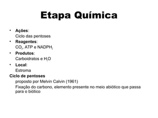Etapa Química 
• Ações: 
Ciclo das pentoses 
• Reagentes: 
CO2, ATP e NADPH2 
• Produtos: 
Carboidratos e H2O 
• Local: 
Estroma 
Ciclo de pentoses 
proposto por Melvin Calvin (1961) 
Fixação do carbono, elemento presente no meio abiótico que passa 
para o biótico 
 