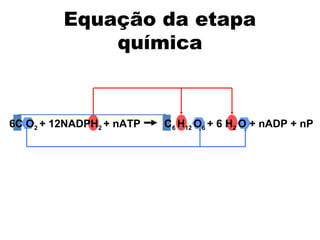 Equação da etapa 
química 
6C O2 + 12NADPH2 + nATP C6 H12 O6 + 6 H2 O + nADP + nP 
 