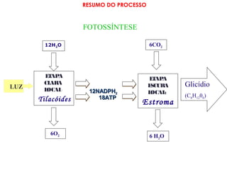 RESUMO DO PROCESSO 
FOTOSSÍNTESE 
12H2O 
ETAPA 
CLARA 
LOCAL: 
ETAPA 
ESCURA 
LOCAL: 
1122NNAADDPPHH22 
Tilacóides 1188AATTPP Estroma 
6 H2 6O O 2 
Glicídio 
(C6H1206) 
6CO2 
LUZ 
 