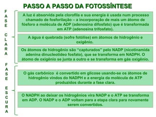 PASSO A PASSO DDAA FFOOTTOOSSSSÍÍNNTTEESSEE 
A luz é absorvida pela clorofila e sua energia é usada num processo 
chamado de fosforilação – a incorporação de mais um átomo de 
fósforo a molécula de ADP (adenosina difosfato) que é transformada 
em ATP (adenosina trifosfato). 
A água é quebrada (sofre fotólise) em átomos de hidrogênio e 
oxigênio. 
Os átomos de hidrogênio são “capturados” pelo NADP (nicotinamida 
adenina dinucleotídeo fosfato), que se transforma em NADPH. O 
átomo de oxigênio se junta a outro e se transforma em gás oxigênio. 
F 
ASE 
CL 
ARA 
F 
ASE 
ES 
CURA 
O gás carbônico é convertido em glicose usando-se os átomos de 
hidrogênio vindos do NADPH e a energia da molécula de ATP 
produzidos durante a fase clara. 
O NADPH ao deixar os hidrogênios vira NADP e o ATP se transforma 
em ADP. O NADP e o ADP voltam para a etapa clara para novamente 
serem convertidos. 
 
