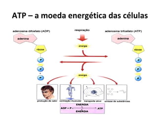ATP – a moeda energética das células 
 