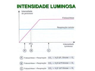 IINNTTEENNSSIIDDAADDEE LLUUMMIINNOOSSAA 
 