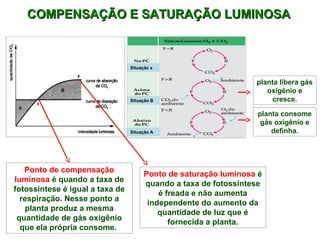 COMPENSAÇÃO E SSAATTUURRAAÇÇÃÃOO LLUUMMIINNOOSSAA 
Situação x 
Situação B 
Situação A 
Ponto de compensação 
luminosa é quando a taxa de 
fotossíntese é igual a taxa de 
respiração. Nesse ponto a 
planta produz a mesma 
quantidade de gás oxigênio 
que ela própria consome. 
Ponto de saturação luminosa é 
quando a taxa de fotossíntese 
é freada e não aumenta 
independente do aumento da 
quantidade de luz que é 
fornecida a planta. 
y 
planta libera gás 
oxigênio e 
cresce. 
planta consome 
gás oxigênio e 
definha. 
 