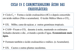 CICLO C4 E CAM(METABOLISMO ÁCIDO DAS 
CRASSULÁCEAS) 
 Ciclo C4 = Forma o ácido oxaloacético (4C) e depois concertido 
em ácido málico (Não o acumulam). O ácido Málico libera o CO2 . 
 EX. Milho, cana-de-açúcar, e outras gramíneas tropicais. 
 CAM= Fixam o CO2 durante à noite, mantendo os estômatos 
fechados durante o dia , evitando a perda d’água. Economizam mais 
água. 
 Formam também o ácido oxaloacético e málico. (o Acumulam). 
 EX. Cactos e outras plantas suculentas. 
 