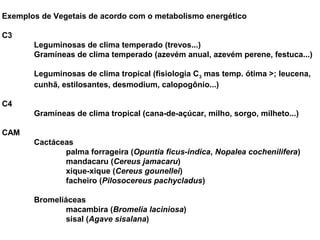 Exemplos de Vegetais de acordo com o metabolismo energético 
C3 
Leguminosas de clima temperado (trevos...) 
Gramíneas de clima temperado (azevém anual, azevém perene, festuca...) 
Leguminosas de clima tropical (fisiologia C3 mas temp. ótima >; leucena, 
cunhã, estilosantes, desmodium, calopogônio...) 
C4 
Gramíneas de clima tropical (cana-de-açúcar, milho, sorgo, milheto...) 
CAM 
Cactáceas 
palma forrageira (Opuntia ficus-indica, Nopalea cochenilifera) 
mandacaru (Cereus jamacaru) 
xique-xique (Cereus gounellei) 
facheiro (Pilosocereus pachycladus) 
Bromeliáceas 
macambira (Bromelia laciniosa) 
sisal (Agave sisalana) 
 