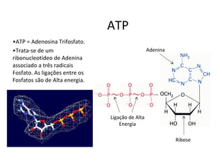 •ATP = Adenosina Trifosfato. 
•Trata-se de um 
ribonucleotídeo de Adenina 
associado a três radicais 
Fosfato. As ligações entre os 
Fosfatos são de Alta energia. 
Adenina 
Ribose 
ATP 
Ligação de Alta 
Energia 
 
