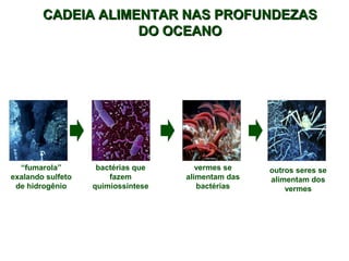CADEIA ALIMENTAR NNAASS PPRROOFFUUNNDDEEZZAASS 
“fumarola” 
exalando sulfeto 
de hidrogênio 
DDOO OOCCEEAANNOO 
bactérias que 
fazem 
quimiossíntese 
vermes se 
alimentam das 
bactérias 
outros seres se 
alimentam dos 
vermes 
 
