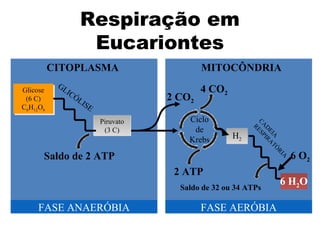 Respiração em 
Eucariontes 
CITOPLASMA MITOCÔNDRIA 
Glicose 
(6 C) 
C6H12O6 
Glicose 
(6 C) 
C6H12O6 
2 CO2 
4 CO2 
Ciclo 
de 
Krebs 
2 ATP 
H2 
CADEIA 
RESPIRATÓRIA 
FASE ANAERÓBIA FASE AERÓBIA 
6 H2O 
Saldo de 32 ou 34 ATPs 
6 O2 
Piruvato 
(3 C) 
GLICÓLISE 
Saldo de 2 ATP 
 
