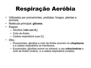 Respiração Aeróbia 
• Utilizadas por procariontes, protistas, fungos, plantas e 
animais. 
• Molécula principal: glicose. 
• Etapas: 
– Glicólise (não usa O2). 
– Ciclo de Krebs 
– Cadeia respiratória (usa O2) 
• Obs.: 
– Procariontes: glicólise e ciclo de Krebs ocorrem no citoplasma 
e a cadeia respiratória na membrana. 
– Eucariontes: glicólise ocorre no citossol, e nas mitocôndrias o 
ciclo de Krebs (matriz) e a cadeia respiratória (cristas). 
 
