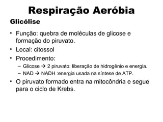 Respiração Aeróbia 
Glicólise 
• Função: quebra de moléculas de glicose e 
formação do piruvato. 
• Local: citossol 
• Procedimento: 
– Glicose  2 piruvato: liberação de hidrogênio e energia. 
– NAD  NADH :energia usada na síntese de ATP. 
• O piruvato formado entra na mitocôndria e segue 
para o ciclo de Krebs. 
 