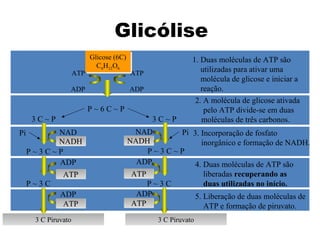 Glicólise 
Glicose (6C) 
C6H12O6 
Glicose (6C) 
C6H12O6 
P ~ 6 C ~ P 
ATP 
ADP 
ATP 
ADP 
1. Duas moléculas de ATP são 
utilizadas para ativar uma 
molécula de glicose e iniciar a 
reação. 
3 C ~ P 3 C ~ P 
NNAADDHH 
ADP 
AATTPP 
3 C Piruvato 3 C Piruvato 
2. A molécula de glicose ativada 
pelo ATP divide-se em duas 
moléculas de três carbonos. 
Pi NAD Pi 
NNAADDHH 
P ~ 3 C ~ P 
NAD 
P ~ 3 C ~ P 
3. Incorporação de fosfato 
inorgânico e formação de NADH. 
P ~ 3 C 
ADP 
AATTPP 
P ~ 3 C 
4. Duas moléculas de ATP são 
liberadas recuperando as 
duas utilizadas no início. 
ADP 
AATTPP 
ADP 
AATTPP 
5. Liberação de duas moléculas de 
ATP e formação de piruvato. 
 