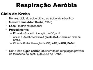 Respiração Aeróbia 
Ciclo de Krebs 
• Nomes: ciclo do ácido cítrico ou ácido tricarboxílico. 
• Mentor: Hans Adolf Krebs, 1953) 
• Local: matriz mitocondrial 
• Procedimento: 
– Piruvato  acetil : liberação de CO2 e H. 
– Acetil  Acetil-coenzima A (acetil-CoA) : entra no ciclo de 
Krebs. 
– Ciclo de Krebs: liberação de CO2, ATP, NADH, FADH2 
• Obs.: todo o gás carbônico liberado na respiração provém 
da formação do acetil e do ciclo de Krebs. 
 