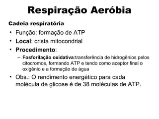 Respiração Aeróbia 
Cadeia respiratória 
• Função: formação de ATP 
• Local: crista mitocondrial 
• Procedimento: 
– Fosforilação oxidativa:transferência de hidrogênios pelos 
citocromos, formando ATP e tendo como aceptor final o 
oxigênio e a formação de água 
• Obs.: O rendimento energético para cada 
molécula de glicose é de 38 moléculas de ATP. 
 