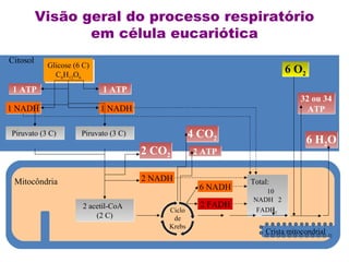 Citosol 
Visão geral do processo respiratório 
32 ou 34 
ATP 
Crista mitocondrial 
Glicose (6 C) 
C6H12O6 
Glicose (6 C) 
C6H12O6 
Mitocôndria 
em célula eucariótica 
Total: 
10 
NADH 2 
FADH2 
11 AATTPP 11 AATTPP 
11 NNAADDHH 11 NNAADDHH 
PPiirruuvvaattoo ((33 CC)) PPiirruuvvaattoo ((33 CC)) 
6 O2 
6 H 2O 
4 CO2 
22 AATTPP 
66 NNAADDHH 
22 FFAADDHH 
2 CO2 
22 NNAADDHH 
2 acetil-CoA 
(2 C) 
Ciclo 
de 
Krebs 
 
