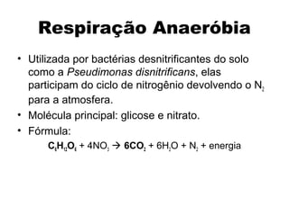 Respiração Anaeróbia 
• Utilizada por bactérias desnitrificantes do solo 
como a Pseudimonas disnitrificans, elas 
participam do ciclo de nitrogênio devolvendo o N2 
para a atmosfera. 
• Molécula principal: glicose e nitrato. 
• Fórmula: 
C6H12O6 + 4NO3  6CO2 + 6H2O + N2 + energia 
 