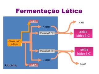 Fermentação Lática 
Glicose (6 C) 
C6H12O6 
Glicose (6 C) 
C6H12O6 
Glicólise 
AATTPP 
AATTPP 
NADH 
PPiirruuvvaattoo ((33 CC)) 
PPiirruuvvaattoo ((33 CC)) 
NADH 
NAD 
Ácido 
lático 3 C 
Ácido 
lático 3 C 
NAD 
 
