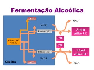 Fermentação Alcoólica 
Glicose (6 C) 
C6H12O6 
Glicose (6 C) 
C6H12O6 
Glicólise 
AATTPP 
AATTPP 
NADH 
PPiirruuvvaattoo ((33 CC)) 
PPiirruuvvaattoo ((33 CC)) 
NADH 
CO2 
CO2 
NAD 
Álcool 
etílico 3 C 
Álcool 
etílico 3 C 
NAD 
 