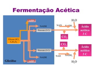 Fermentação Acética 
Glicose (6C) 
C6H12O6 
Glicose (6C) 
C6H12O6 
Glicólise 
AATTPP 
AATTPP 
NADH 
NADH 
Ácido 
acético 
3 C 
NAD NADH2 
CO2 
NAD NADH2 
H2O 
Ácido 
acético 
3 C 
CO2 
H2O 
PPiirruuvvaattoo ((33 CC)) 
PPiirruuvvaattoo ((33 CC)) 
 