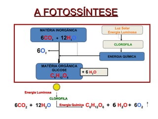 A FOTOSSÍNTESE 6 O 2 6 CO 2  +  12 H 2 O CLOROFILA Energia Luminosa Energia Química   C 6 H 12 O 6  +  6  H 2 O   +  6 O 2 MATÉRIA INORGÂNICA 6 CO 2  +  12 H 2 O MATÉRIA ORGÂNICA GLICOSE C 6 H 12 O 6 Luz Solar Energia Luminosa CLOROFILA ENERGIA QUÍMICA + 6   H 2 O 