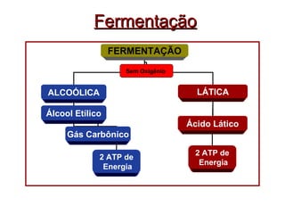 Fermentação FERMENTAÇÃO ALCOÓLICA LÁTICA Sem Oxigênio  Álcool Etílico 2 ATP de Energia Gás Carbônico Ácido Lático 2 ATP de Energia 