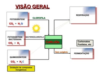 Ferm. Lática – ac. Lática Alcoólica – CO2 + álcool etílico C 6 H 12 O 6 Resp. Anaeróbia CO2  + H2O 36  ATP Carbonatos Fosfatos, etc Resp. Aeróbia CO 2  + H 2 O  38ATP O 2 C 6 H 12 O 6 CO 2   +  H 2 CLOROFILA BACTERIOCLOROFILA CO 2   +  H 2 CO 2   +  H 2 O O GLICOSE Oxidação de compostos inorgânicos Sem oxigênio VISÃO GERAL C 6 H 12 O 6 FOTOSSÍNTESE BACTERIANA QUIMIOSSÍNTESE FERMENTAÇÃO RESPIRAÇÃO FOTOSSÍNTESE GLICOSE 