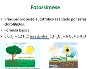 Fotossíntese   Principal processo autotrófico realizado por seres clorofilados. Fórmula básica:  6 CO 2  + 12 H 2 O  luz e clorofila  C 6 H 12 O 6  + 6 O 2  + 6 H 2 O  