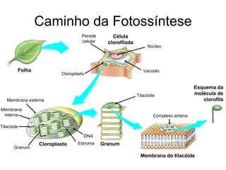 Caminho da Fotossíntese Célula clorofilada Membrana do tilacóide Esquema   da molécula de clorofila Folha Granum Parede celular Cloroplasto Membrana externa Membrana interna Tilacóide Granum Estroma DNA Núcleo Vacúolo Cloroplasto Tilacóide Complexo antena 