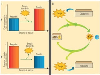 Metabolismo Energético Celular  Reações químicas entre  moléculas reagentes  dão origem ao  produto. Reações  endergônicas:  precisam receber energia. Ganha mais P Ex.: fotossíntese e quimiossítese Reações  exergônicas : perda de P. Funcionamento do ATP como moeda energética. 