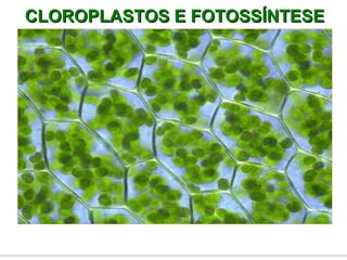 CLOROPLASTOS E FOTOSSÍNTESE 