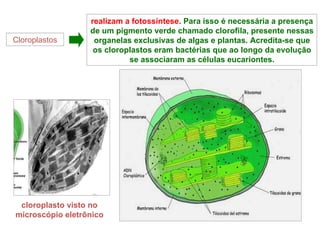 Cloroplastos realizam a fotossíntese . Para isso é necessária a presença de um pigmento verde chamado clorofila, presente nessas organelas exclusivas de algas e plantas. Acredita-se que os cloroplastos eram bactérias que ao longo da evolução se associaram as células eucariontes. cloroplasto visto no microscópio eletrônico 