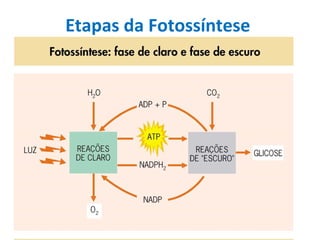Etapas da Fotossíntese  