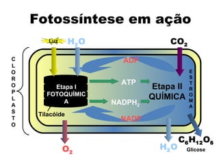 Fotossíntese em ação Etapa II QUÍMICA Etapa I FOTOQUÍMICA E S T R O M A Glicose C L O R O P L A S T O Tilacóide Luz H 2 O CO 2 ADP NADP H 2 O C 6 H 12 O 6 ATP NADPH 2 O 2 