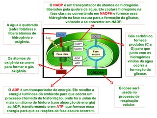 glicose O  NADP  é um transportador de átomos de hidrogênio liberados pela quebra da água. Ele captura hidrogênio na fase clara se convertendo em  NADPH  e fornece esse hidrogênio na fase escura para a formação da glicose, voltando a se converter em NADP. O  ADP  é um transportador de energia. Ele recolhe a energia luminosa do ambiente para que ocorra um processo chamado de fosforilação, onde há a união de mais um átomo de fósforo (com absorção de energia) ao ADP, transformando-o em  ATP   que fornece essa energia para que as reações da fase escura ocorram. A água é quebrada (sofre fotólise) e libera átomos de hidrogênio e oxigênio. Os átomos de oxigênio se unem para formar o gás oxigênio. Gás carbônico fornece produtos (C e O) para que junto com os hidrogênios vindos da água ocorra a formação da glicose. Glicose será usada no processo de respiração celular. Fase clara Fase escura 