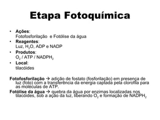 Etapa Fotoquímica Ações :  Fotofosforilação  e Fotólise da água Reagentes :  Luz, H 2 O, ADP e NADP Produtos : O 2  / ATP / NADPH 2 Local :  tilacóides Fotofosforilação     adição de fostato (fosforilação) em presença de luz (foto) com a transferência da energia captada pela clorofila para as moléculas de ATP. Fotólise da água    quebra da água por enzimas localizadas nos tilacóides, sob a ação da luz, liberando O 2  e formação de NADPH 2 