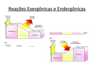Reações Exergônicas e Endergônicas 