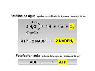 Fotólise da água:  quebra da molécula de água em presença de luz Fotofosforilação:  adição de fosfato em presença de luz ATP ADP 2 NADPH 2 4 H +  +  4 e -   + 2 H 2 O 4 H +  + 2 NADP Luz Clorofila O 2 