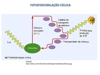 FOTOFOSFORILAÇÃO CÍCLICA FONTE: http://vsites.unb.br/ib/cel/microbiologia/metabolismo/fotoss.jpg 
