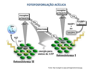 FOTOFOSFORILAÇÃO ACÍCLICA Fonte: http://curlygirl.no.sapo.pt/imagens/luminosa.jpg 